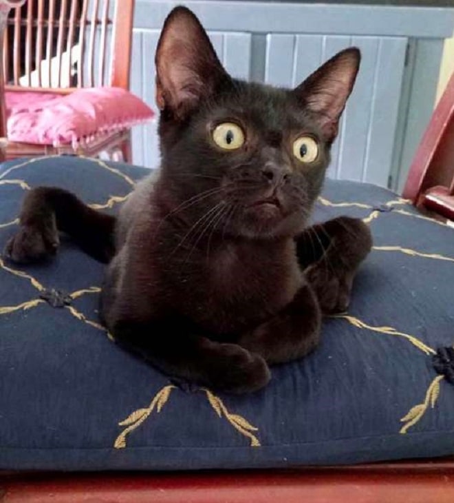 «Спайдеркэт»: необычный котенок, который выглядит, словно паучок