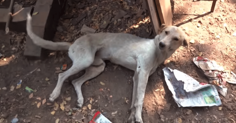 Пёс лежал на обочине, уткнувшись мордой в землю… Его лапы отказали из-за травмы