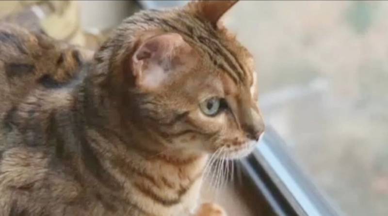 Когда семья взяла в дом бенгальского котенка, они еще не знали, что с ним приключится странная история