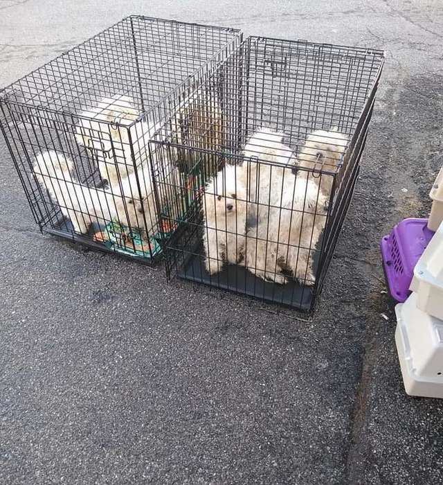 9 собак засунули в клетки и бросили на улице. Животные не могли даже шевельнуться