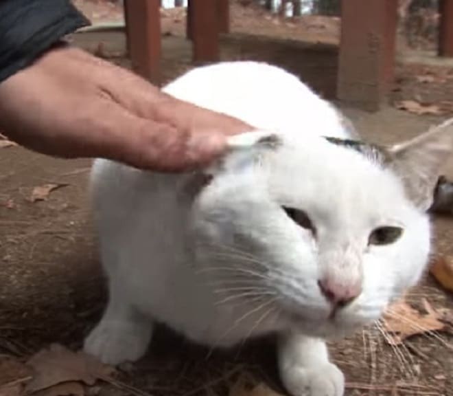 Брошенный кот ждал хозяина в лесу, толстея по непонятным причинам