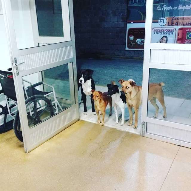 Бездомный не ел сам, чтобы накормить собак! Преданные друзья ждали его у больницы, когда мужчине стало плохо…