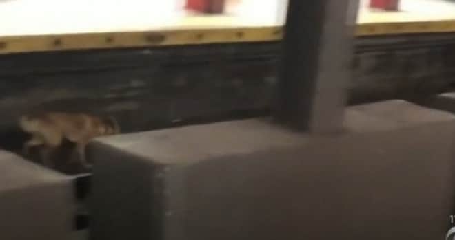 Люди стояли и не верили своим глазам: на рельсах метрополитена появилась собака