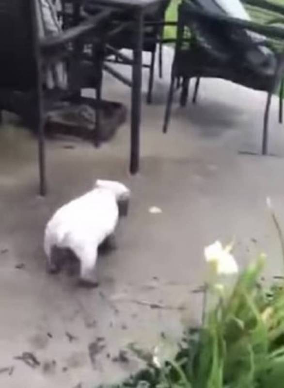 «Стой, грязнулька»: женщина сделала смешное видео собаки в грязи, но упустила важный момент