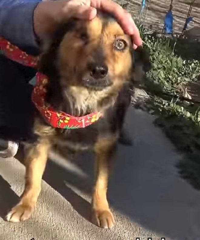 Хозяин приобрел новую собаку, и бывший питомец оказался на улице, наполовину слепой