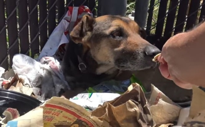 Среди мусора лежал несчастный пес, который был никому не нужен