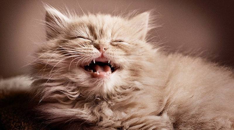 «Жизнь хороша»: 10 фото, на которых довольные котики делятся с вами позитивом