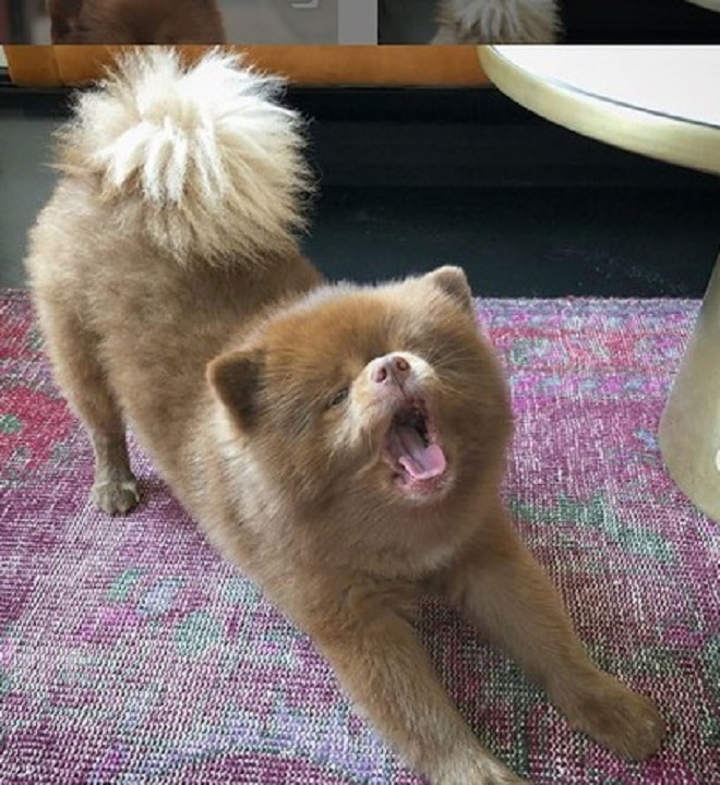 «Ах, какой мишутка»: 10 фотографий умилительного шпица, который очень похож на медвежонка