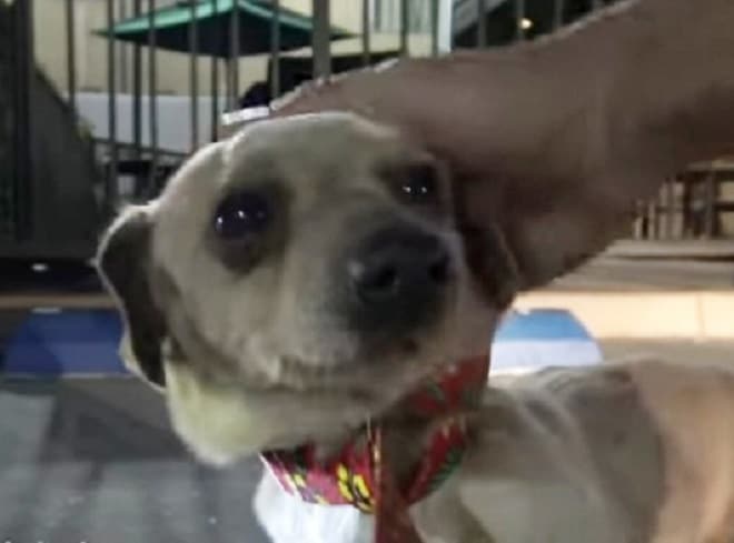Голодный пес просил еду на парковке Starbucks, а его грустные глазки ждали помощи