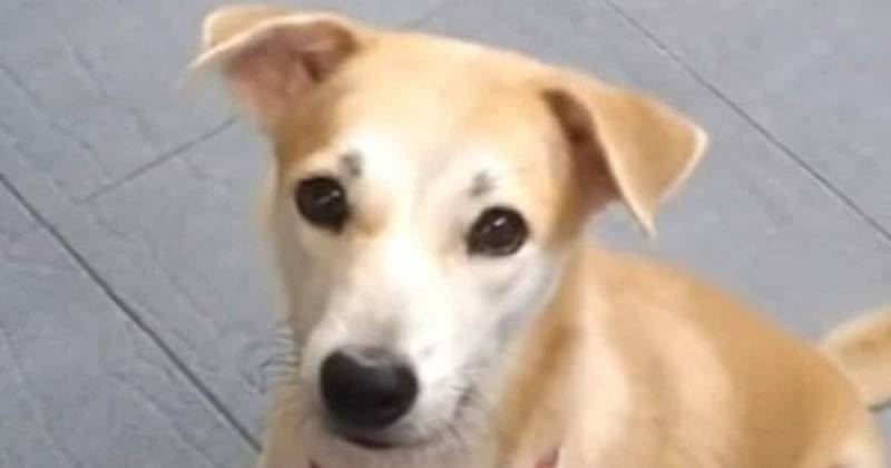 «Помогите мне, пожалуйста!»: собака с травмой сидела на улице, но люди проходили мимо