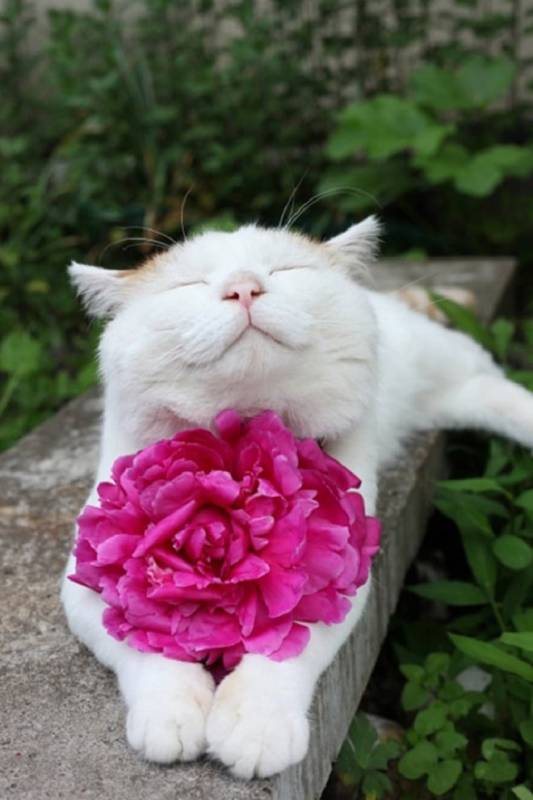 «Жизнь хороша»: 10 фото, на которых довольные котики делятся с вами позитивом