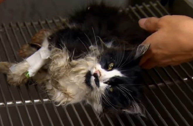 Найденный на стройплощадке, замерзший котенок лежал без сознания. Таким его привезли в больницу…
