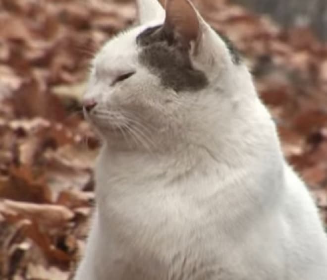 Брошенный кот ждал хозяина в лесу, толстея по непонятным причинам