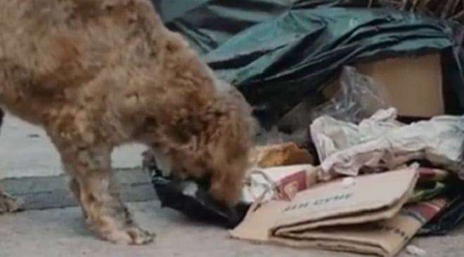 Найдя перед Рождеством бродячую собаку, мужчина никак не ожидал, что пес изменит его жизнь!
