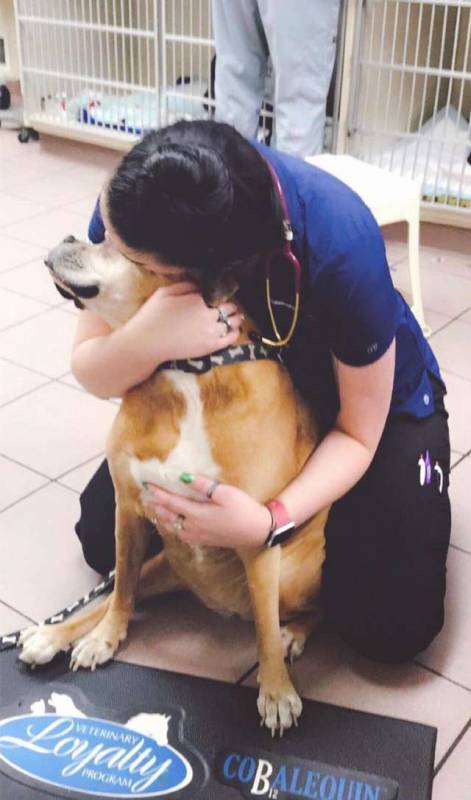 «Обнимемся?» Тринадцатилетняя собака неправильно поняла причину визита к ветеринару…