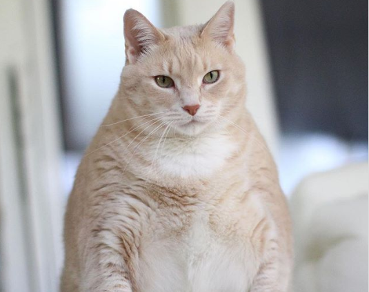 Пара взяла из приюта 15-килограммового кота, чтобы помочь ему похудеть