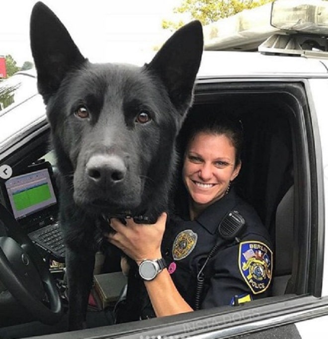 «Пес-гроза преступников»: 10 забавных фотографий собачек, поступивших на службу в полицию