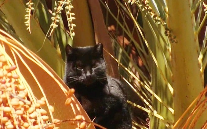 Обдуваемый ветрами и обжигаемый солнцем, кот страдал на пальме несколько дней