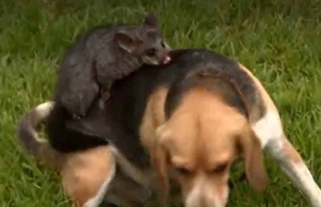 После гибели щенков собака принесла на своей спинке милое существо и стала воспитывать, как родное дитя