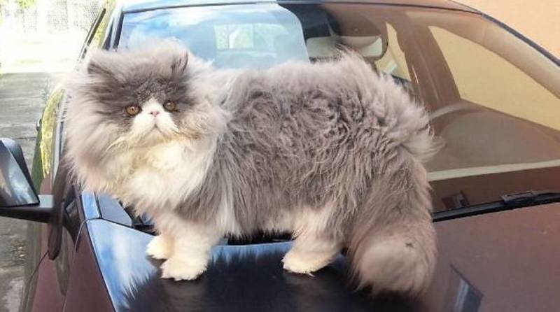 «Овечий кот»: 10 фотографий роскошного персидского котика с невероятно длинной шерстью