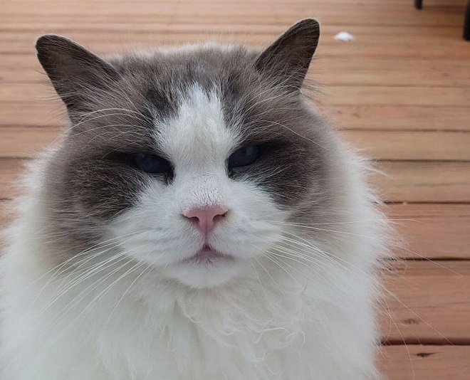 Красавец-кот остался на улице, когда хозяева переехали. Там он заболел, страдая от холода