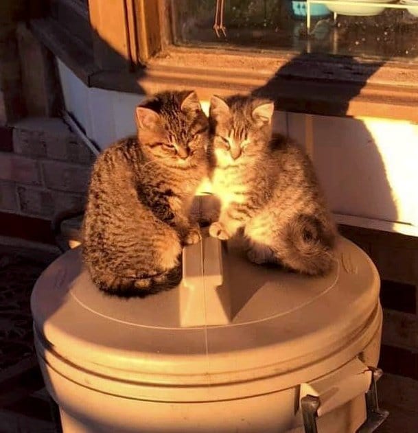 На мусорном ведре сидели два котенка. Они прижимались друг к другу, пытаясь согреться
