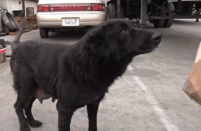 Найдя мертвого щенка, волонтеры готовы были разрыдаться, но остальные собаки требовали их внимания