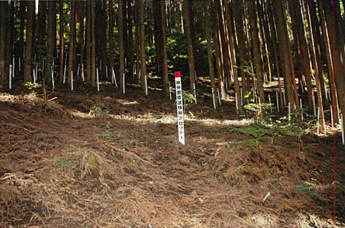 В японском лесу появились странные круги