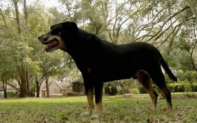 Житель Флориды спас собаку, отбив атаку хищника чашкой