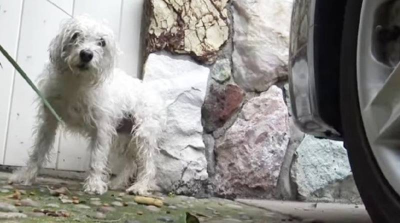 Бездомному псу собирались найти хозяев, но тут случилось непредвиденное