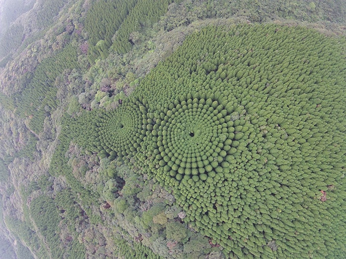 В японском лесу появились странные круги