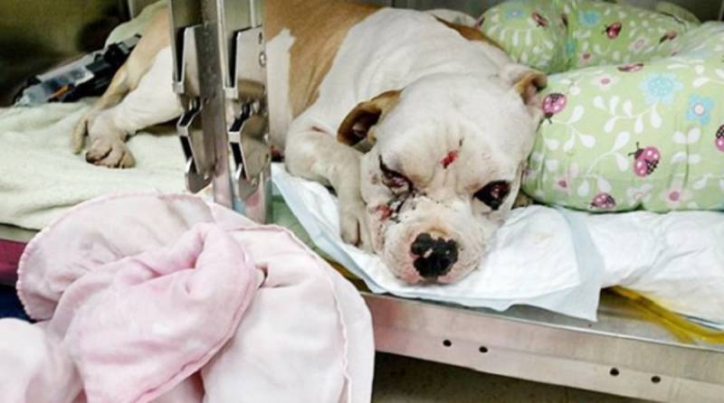 Узнав о том, что собака изуродована, хозяева жестоко предали питомца и бросили одного в больнице