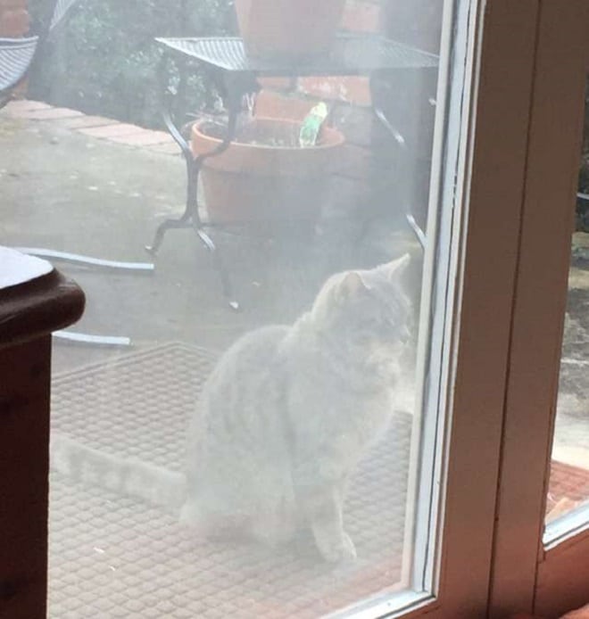 «А она все также ждет…»: грустная кошка появляется на пороге чужого дома, заглядывая внутрь