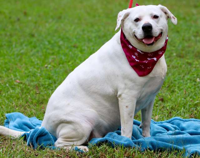 47 килограммов надежды: собака все еще ждет, когда кто-то ее полюбит…