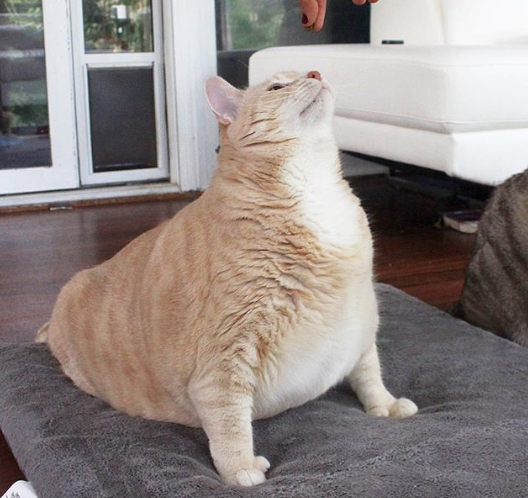 Пара взяла из приюта 15-килограммового кота, чтобы помочь ему похудеть