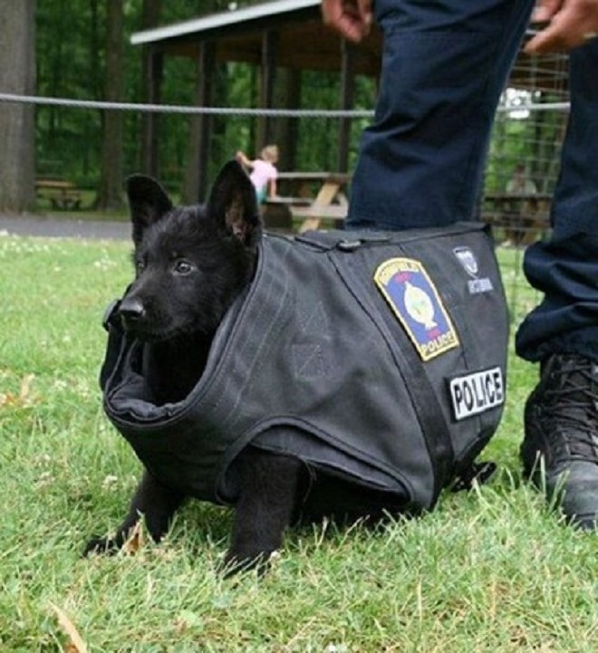 «Пес-гроза преступников»: 10 забавных фотографий собачек, поступивших на службу в полицию