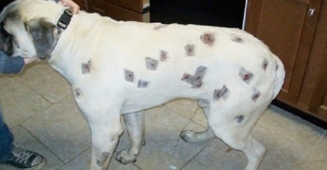 «Наверное, искусали насекомые»: женщина привела собаку к ветеринару, но версия укусов не подтвердилась