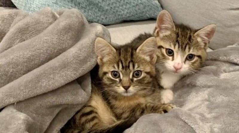 Такие разные, но все же вместе: два крохотных брошенных котенка не могут жить друг без друга