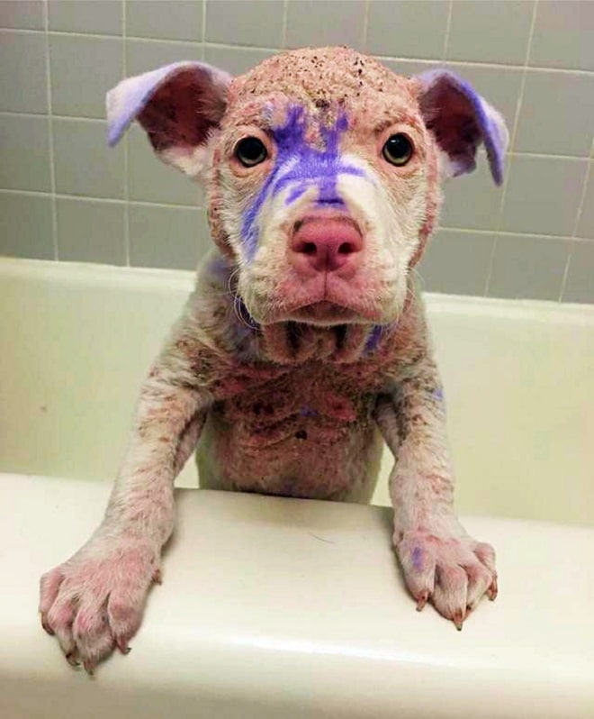Больной щенок потряс людей, но больше всего вопросов вызвали фиолетовые отметины на его теле
