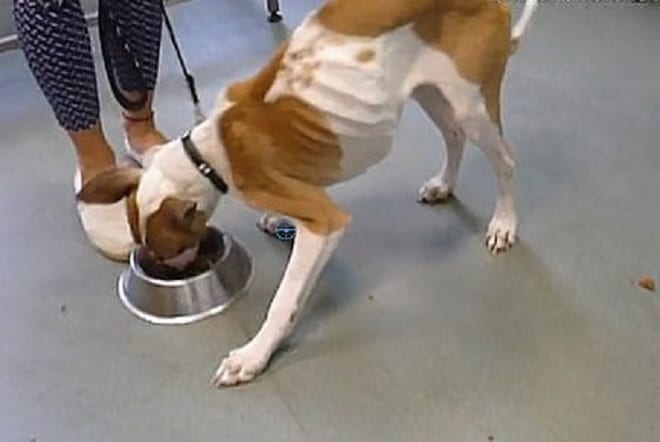 Когда волонтеры нашли двух изможденных собак, хозяева заявили, что специально морили их голодом
