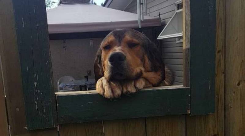 Люди заметили, что соседка тайком гладит их пса через забор