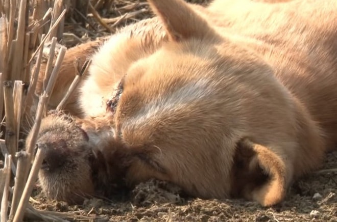 После воспитательных мер, собака с заклеенной мордочкой лежала без сознания на открытом поле