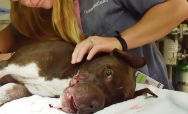 После спасения собака со страшным шрамом стала символом борьбы против жестокого обращения с животными