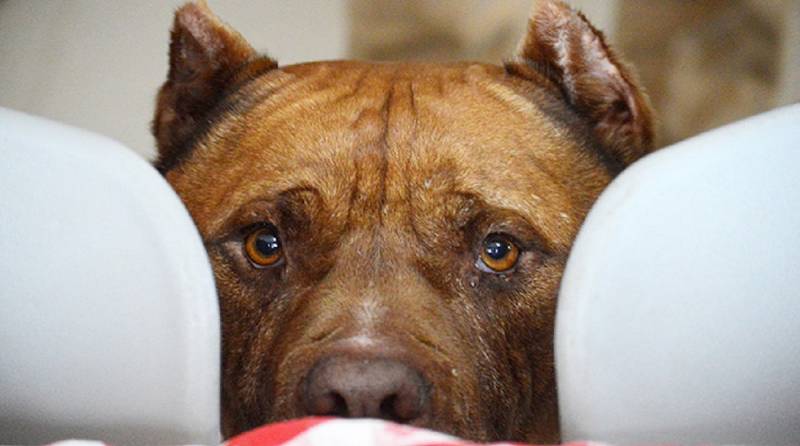 Спасшись от последствий урагана, пес тяжело заболел, но не сдался