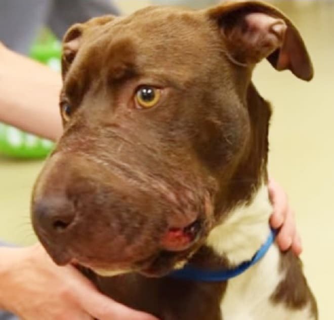 После спасения собака со страшным шрамом стала символом борьбы против жестокого обращения с животными