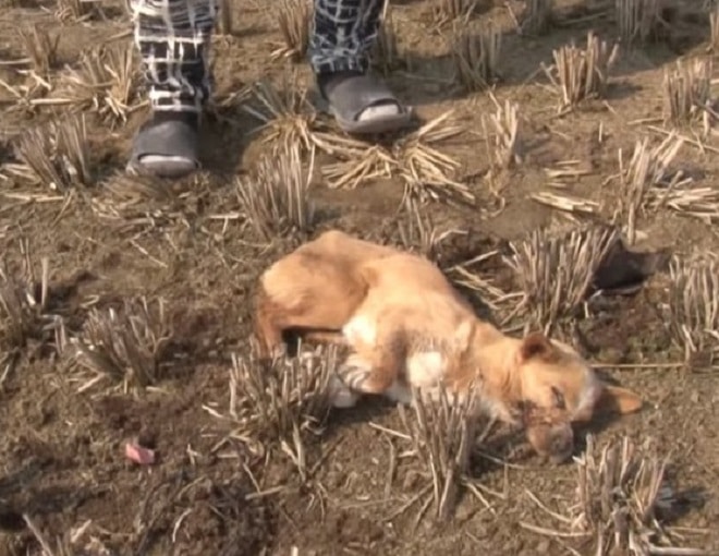 После воспитательных мер, собака с заклеенной мордочкой лежала без сознания на открытом поле