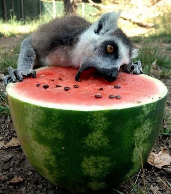 «Мы живем, чтобы есть!»: 10 милых зверушек, которые наслаждаются приемом пищи
