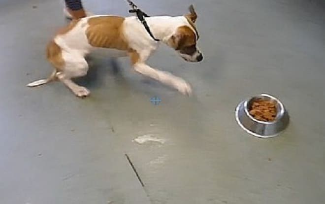 Когда волонтеры нашли двух изможденных собак, хозяева заявили, что специально морили их голодом