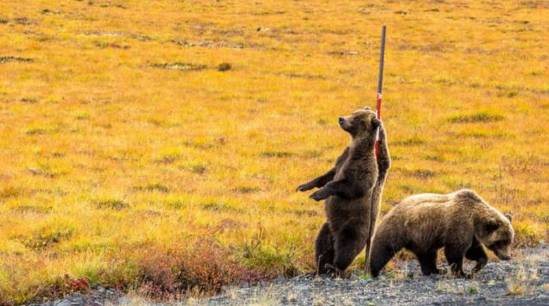 Они немножко сошли с ума! Фотограф никак не мог понять, что делают два медведя гризли
