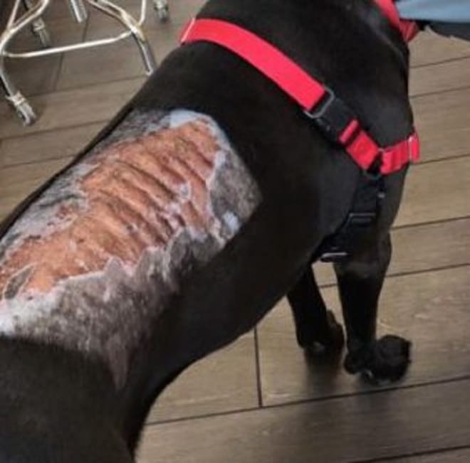 Пытаясь стереть «краску» с шерсти собаки, хозяйка заметила, что вместе с ней сдирается… и кожа питомца